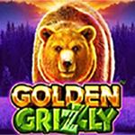 Golden Grizzly